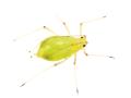 das Bild zu 'aphid' auf Deutsch