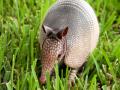 das Bild zu 'armadillo' auf Deutsch