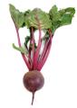 das Bild zu 'beetroot' auf Deutsch