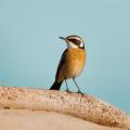 das Bild zu 'bird' auf Deutsch