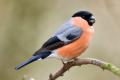 das Bild zu 'bullfinch' auf Deutsch