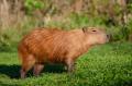 das Bild zu 'capibara' auf Deutsch