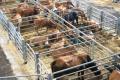 das Bild zu 'cattle market' auf Deutsch