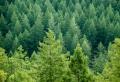 das Bild zu 'coniferous forest' auf Deutsch