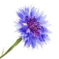 das Bild zu 'cornflower' auf Deutsch