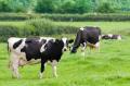 das Bild zu 'dairy cattle' auf Deutsch