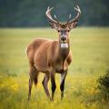 das Bild zu 'deer' auf Deutsch