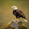 das Bild zu 'eagle' auf Deutsch