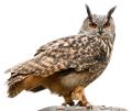 das Bild zu 'eagle owl' auf Deutsch