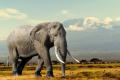 das Bild zu 'elefante' auf Deutsch