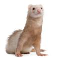 das Bild zu 'ferret' auf Deutsch