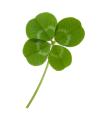 das Bild zu 'four-leaf clover' auf Deutsch