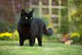 das Bild zu 'gato negro' auf Deutsch
