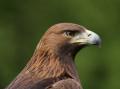 das Bild zu 'golden eagle' auf Deutsch