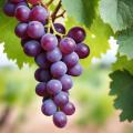 das Bild zu 'grape' auf Deutsch