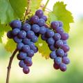 das Bild zu 'grapes' auf Deutsch