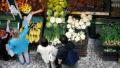 das Bild zu 'greengrocer' auf Deutsch