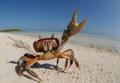 das Bild zu 'hermit crab' auf Deutsch