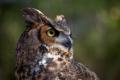 das Bild zu 'horned owl' auf Deutsch