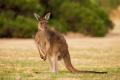 das Bild zu 'kangaroo' auf Deutsch