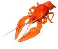 das Bild zu 'lobster' auf Deutsch