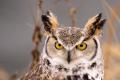 das Bild zu 'long-eared owl' auf Deutsch