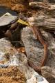 das Bild zu 'nest of vipers' auf Deutsch