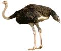 das Bild zu 'ostrich' auf Deutsch