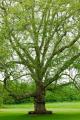 das Bild zu 'plane tree' auf Deutsch