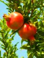 das Bild zu 'pomegranate' auf Deutsch