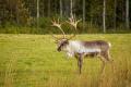 das Bild zu 'reindeer' auf Deutsch