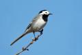 das Bild zu 'wagtail' auf Deutsch