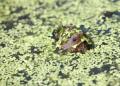 das Bild zu 'water rat' auf Deutsch