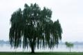 das Bild zu 'weeping willow' auf Deutsch